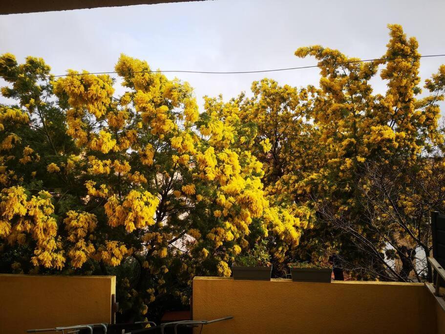 Appartement Proche Mer Avec Terrasse Et Jardin Privatif Hyères Kültér fotó